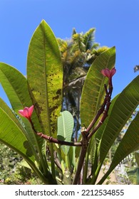 Woody Plant With Long Fleshy Leaves And Small Pink Flowers