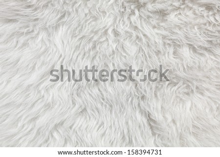 Wool background. Detail of sheep fur 