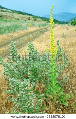 Wool mullein (Verbascum thapsiforme) and Biebersteinii viper's bugloss (Echium italicum, Echium biebersteinii). Crimean Mountains. Dry subtropics