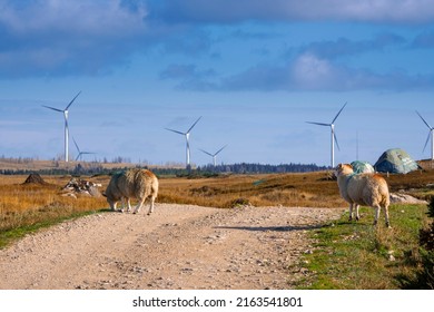 Wool Sheep By A Small Country Road. Wind Farm Generators In The Background. Blue Cloudy Sky. Blend Of Farming And Technology. Farming And Agriculture Industry. Ecology And Green Energy.