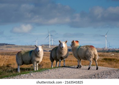 Wool Sheep By A Small Country Road. Wind Farm Generators In The Background. Blue Cloudy Sky. Blend Of Farming And Technology. Farming And Agriculture Industry. Ecology And Green Energy.