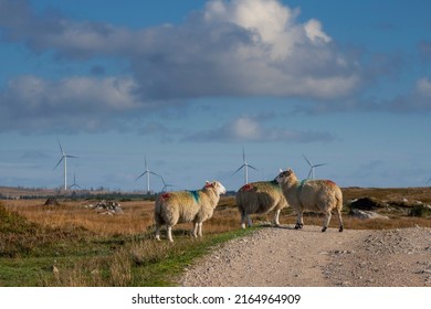 Wool Sheep By A Small Country Road. Wind Farm Generators In The Background. Blue Cloudy Sky. Blend Of Farming And Technology. Farming And Agriculture Industry. Ecology And Green Energy.