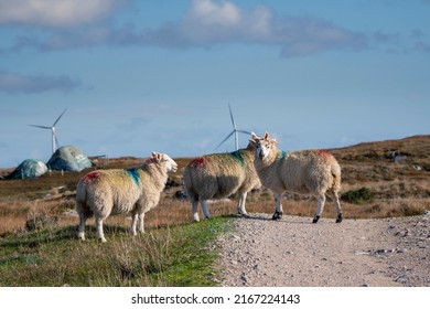 Wool Sheep By A Small Country Road. Wind Farm Generators In The Background. Blue Cloudy Sky. Blend Of Farming And Technology. Farming And Agriculture Industry. Ecology And Green Energy.