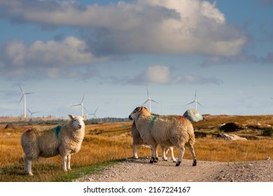 Wool Sheep By A Small Country Road. Wind Farm Generators In The Background. Blue Cloudy Sky. Blend Of Farming And Technology. Farming And Agriculture Industry. Ecology And Green Energy.