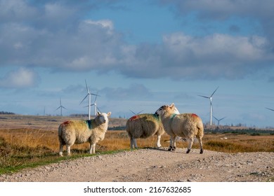 Wool Sheep By A Small Country Road. Wind Farm Generators In The Background. Blue Cloudy Sky. Blend Of Farming And Technology. Farming And Agriculture Industry. Ecology And Green Energy.