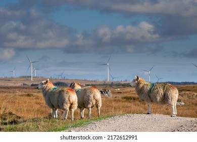 Wool Sheep By A Small Country Road. Wind Farm Generators In The Background. Blue Cloudy Sky. Blend Of Farming And Technology. Farming And Agriculture Industry. Ecology And Green Energy.