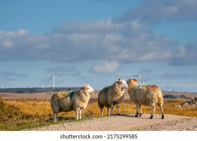 Wool Sheep By A Small Country Road. Wind Farm Generators In The Background. Blue Cloudy Sky. Blend Of Farming And Technology. Farming And Agriculture Industry. Ecology And Green Energy.