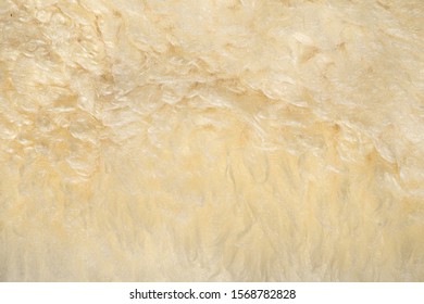 Wool sheep closeup for background ,Raw wool background. Also softness, warmness concept. - Shutterstock ID 1568782828