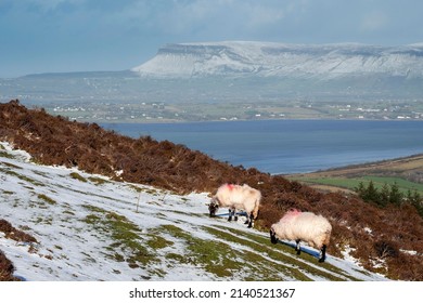 Wool Sheep Grazing Grass On A Hill Covered With Snow. Benbulben Flat Top Mountain In The Background. Cold Winter Season In Ireland. Farming And Agriculture Industry And Popular Landmark. Cloudy Sky.