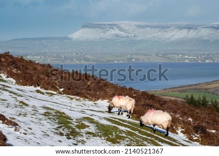 Wool sheep grazing grass on a hill covered with snow. Benbulben flat top mountain in the background. Cold winter season in Ireland. Farming and agriculture industry and popular landmark. Cloudy sky.