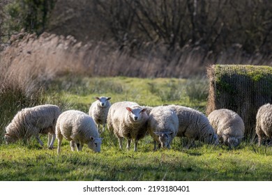 Wool Sheep In Winter Woolen Coats. Freerange Organic Farming In Norfolk UK. Herd Of Healthy Sheep Grazing In A Field Of Long Grass With Added Hay Bales