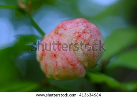 Wool sower gall
