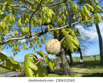 Wool Sower Gall on a white oak tree. Galls, also called oak seed gall, are a protective structure for the cynipid gall wasp. Caused by secretions of grubs of a small gall wasp, Callirhytis seminator. - Shutterstock ID 2306152563