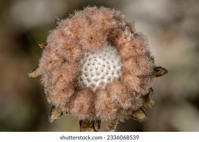 Wool Sower Gall Wasp (Callirhytis seminator) - Shutterstock ID 2336068539