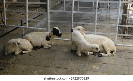Wooled sheep in the pen, sid eview, medium shot