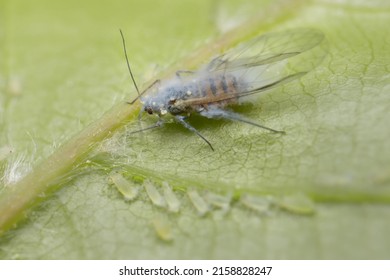 Woolly Aphid In The Forest