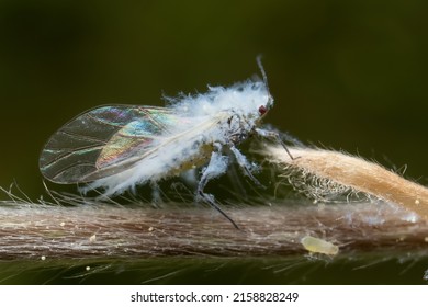 Woolly Aphid In The Forest