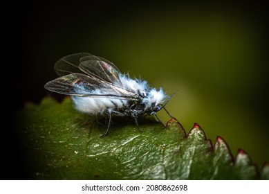 Woolly Aphid On A Leaf 