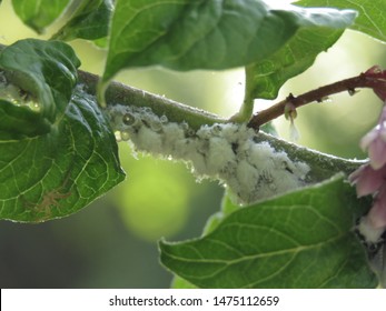 Woolly Apple Aphid, Eriosoma Lanigerum,