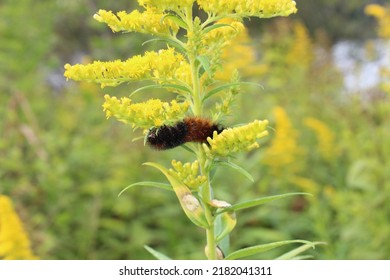 Woolly Bear On A Golden Rod Flower