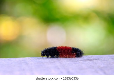 Woolly Bear (Pyrrharctia Isabella) On The Wooden Plank