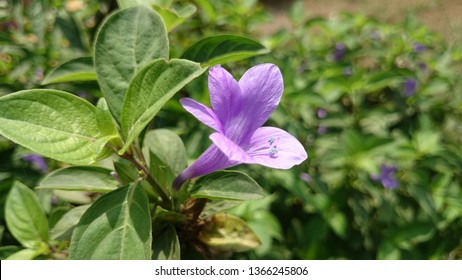 Woolly Blue Browallia Speciosa