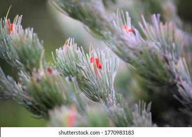 Woolly Bush (Adenanthos Sericeus) Flower, South Australia