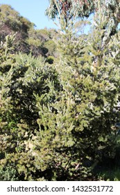 Woolly Bush (Adenanthos Sericeus), South Australia