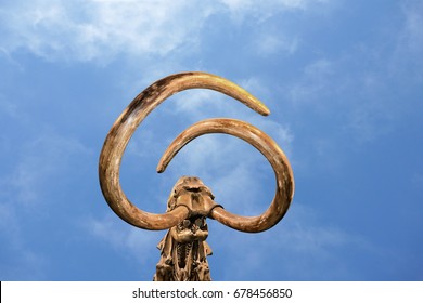 Woolly Mammoth Skeleton