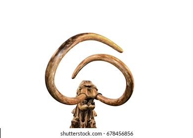 Woolly Mammoth Skeleton