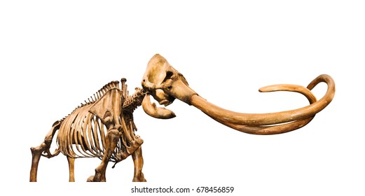 Woolly Mammoth Skeleton