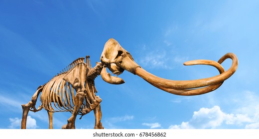 Woolly Mammoth Skeleton