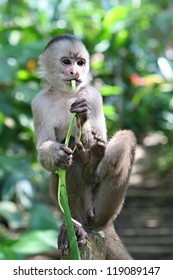 A Woolly Monkey In A Tree Along A River In The Amazon Rain Forest