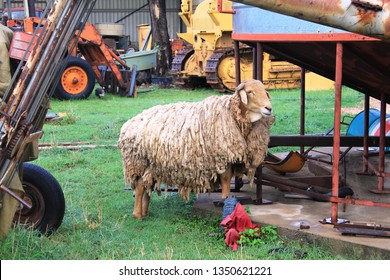 A Woolly, Wet Australian Sheep, Needing Shearing, Hiding Among Farm Machinery, And A Silo, In A Rare Patch Of Green Grass, After A Long Drought: To Show This Is Where Warm Woolen Sweaters Come From.