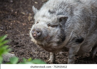 72 Wooly pig Images, Stock Photos & Vectors | Shutterstock