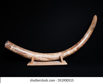 Wooly Mammoth Pre Historic Siberian Fossil Tusk