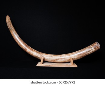 Wooly Mammoth Pre Historic Siberian Fossil Tusk