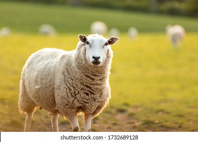 Wooly Sheep Looking At Camera While The Sun Sets Over Grassy Field