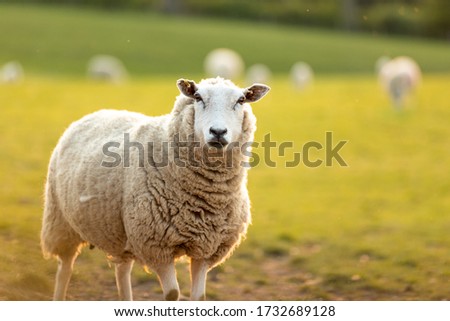 Wooly Sheep Looking At Camera While The Sun Sets Over Grassy Field