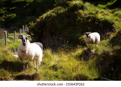 A wooly white sheep with black markings on its head standing on a grassy knoll with another sheep soft focused on another knoll in the background. 