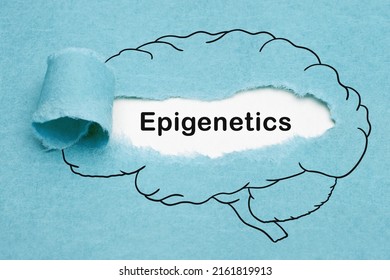 Word Epigenetics appearing behind ripped blue paper in drawn human brain. Developmental Psychology or Biology concept.