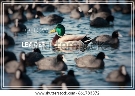 Word Follow the Leader. Wild Mallard ducks swim in the lake.