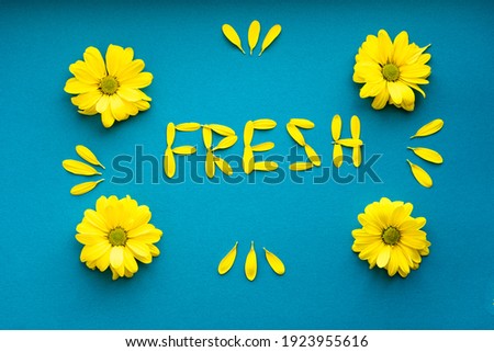 word fresh laid out bright yellow natural flowers petals on blue background. layout Floral frame made of daisies. pattern of plants. spring, summer, ecology, originality, freshness coolness concept