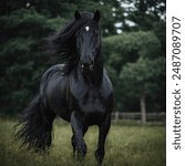 The word "Friesian" can refer to two things:

A Friesian horse: This is a majestic horse breed known for its all-black coat, long flowing mane and tail, and high stepping gait. They are intelligent 