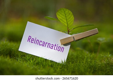 The Word  Reincarnation With A Seedling