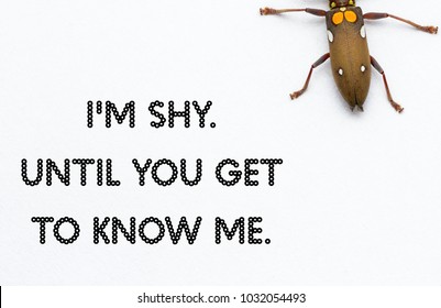 Word - I'M SHY.UNTIL YOU GET TO KNOW ME. With Top View Beetle And Isolated White Background.Concept Image.