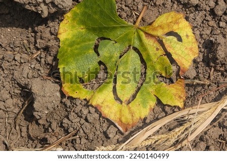Word SOS on a leaf placed on cultivated agricultural soil. The theme of erosion, climate change, desertification.