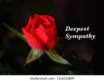 Words “Deepest Sympathy” Beside Red Rose On Black Background