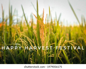 The words Happy harvest festival, with blurred backgrounds, out of focus, noise and grain effects, festival concept.