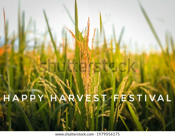 The\
words Happy harvest festival, with blurred backgrounds, out of\
focus, noise and grain effects, festival\
concept.